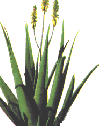 aloe_plant